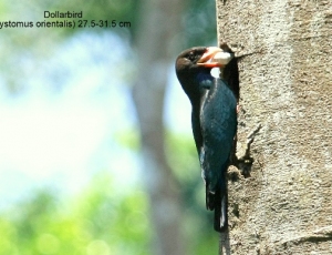 hgoh-dollarbird-web