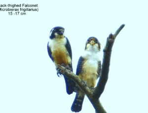 hgoh-falconet-web