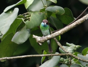 hgoh-greenbird-web