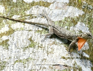 hgoh-lizard-web