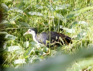 hgoh-waterbird-web
