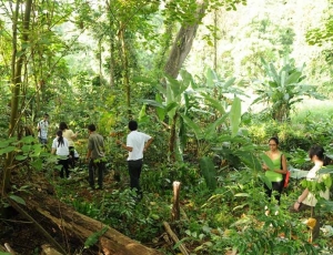 Students planted seedlings of four tree species in the northern boundary of the KDCF