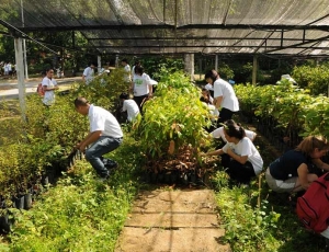 Students removing weeds from sandbags at the tree nursery