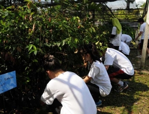 Students removing weeds from sandbags at the tree nursery